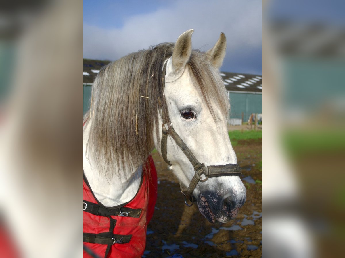 Andaluces Caballo castrado 22 años 160 cm Tordo in Belfeld