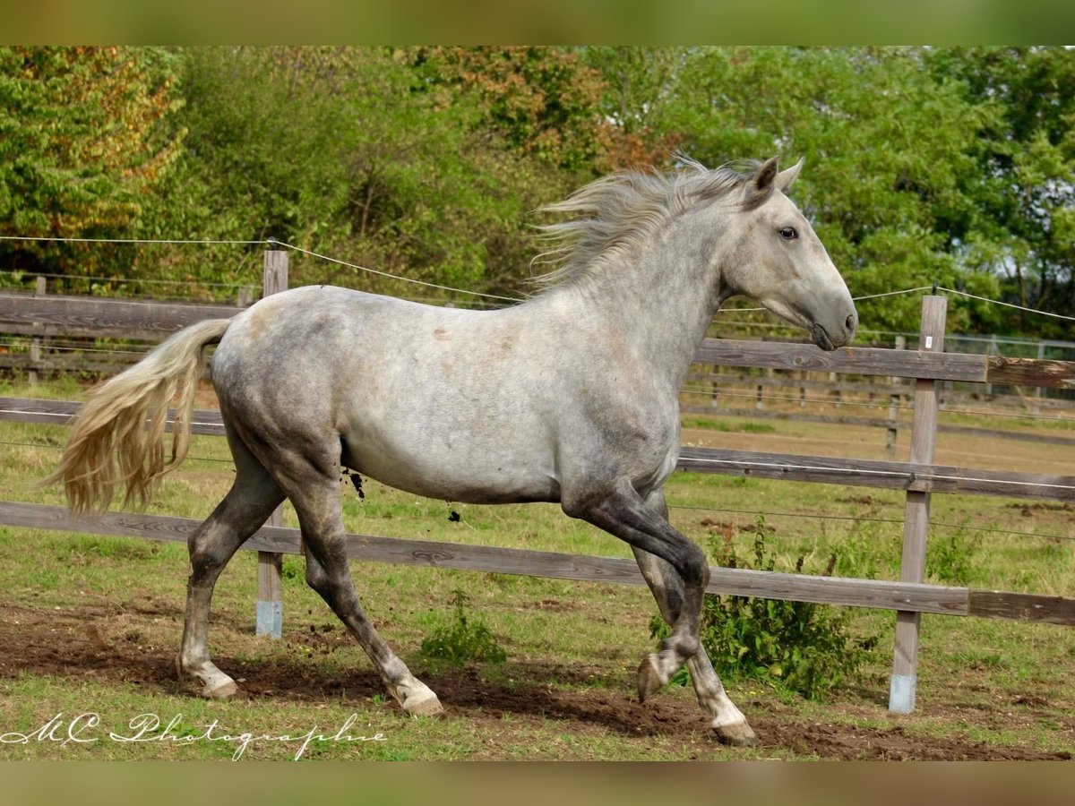 Andaluces Caballo castrado 2 años 156 cm Tordo in Polenz