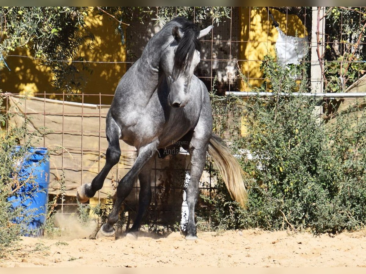 Andaluces Caballo castrado 2 años 157 cm Tordo in Provinz Granada