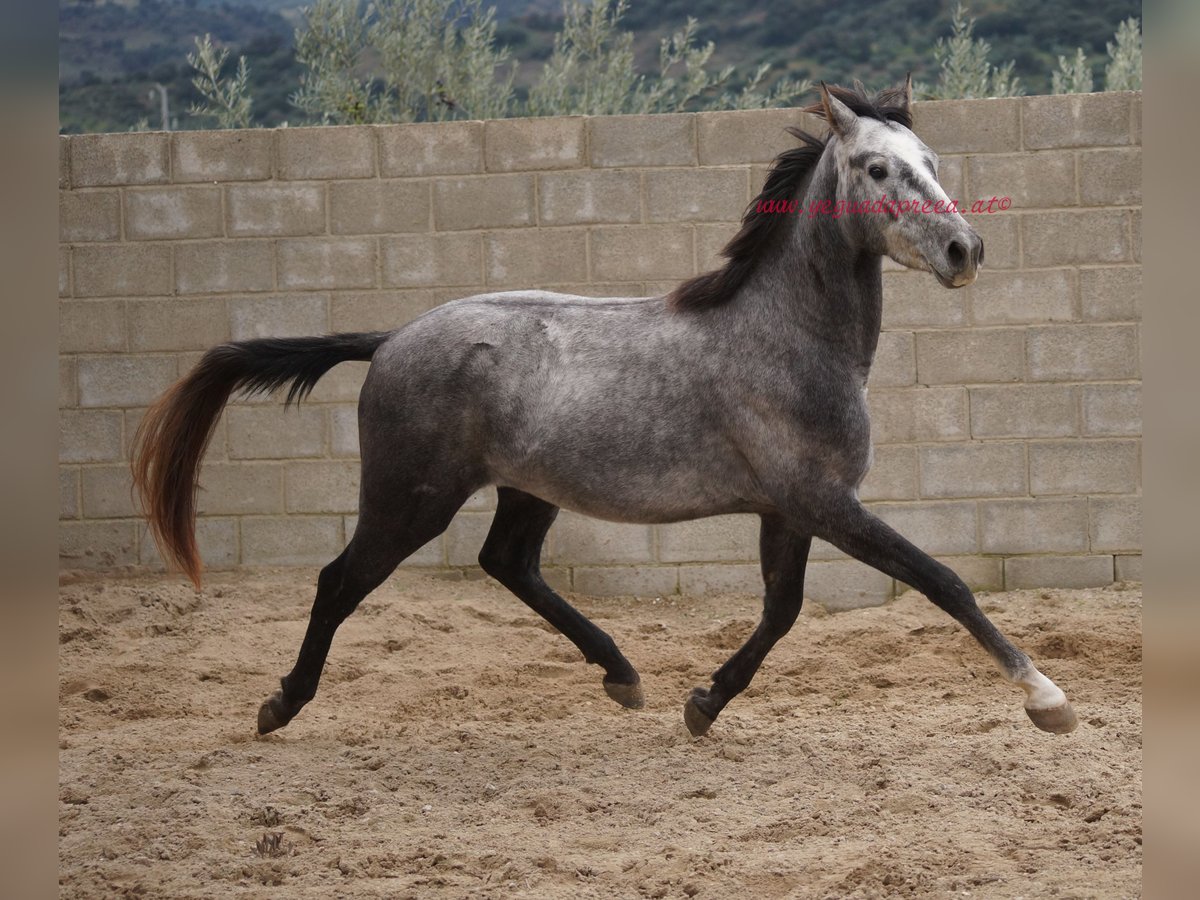 Andaluces Caballo castrado 3 años 150 cm Tordo in Pruna