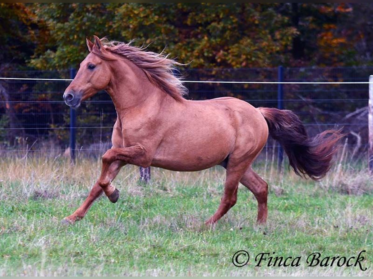 Andaluces Caballo castrado 3 años 154 cm Alazán in Wiebelsheim