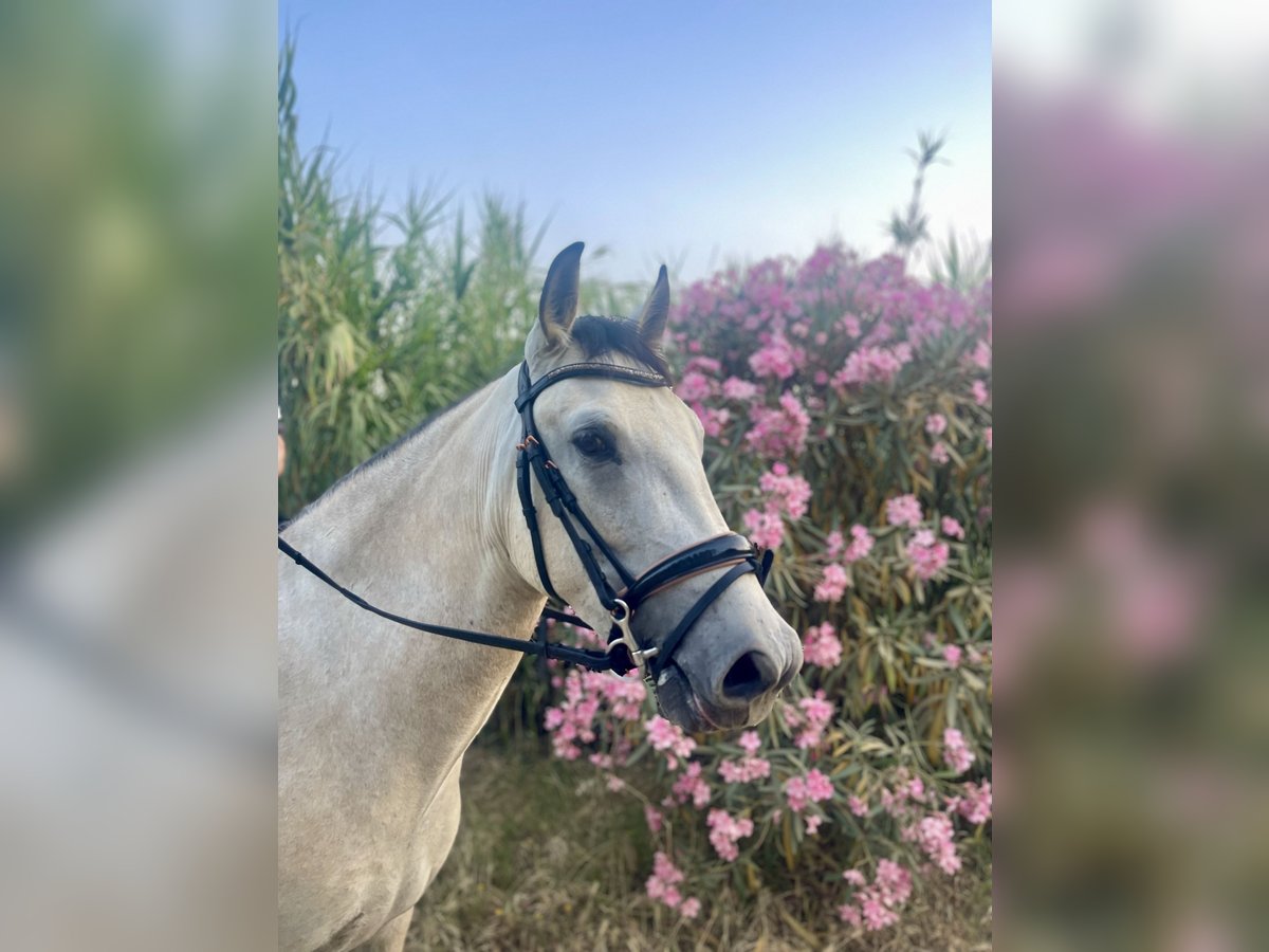 Andaluces Caballo castrado 3 años 155 cm in Mijas