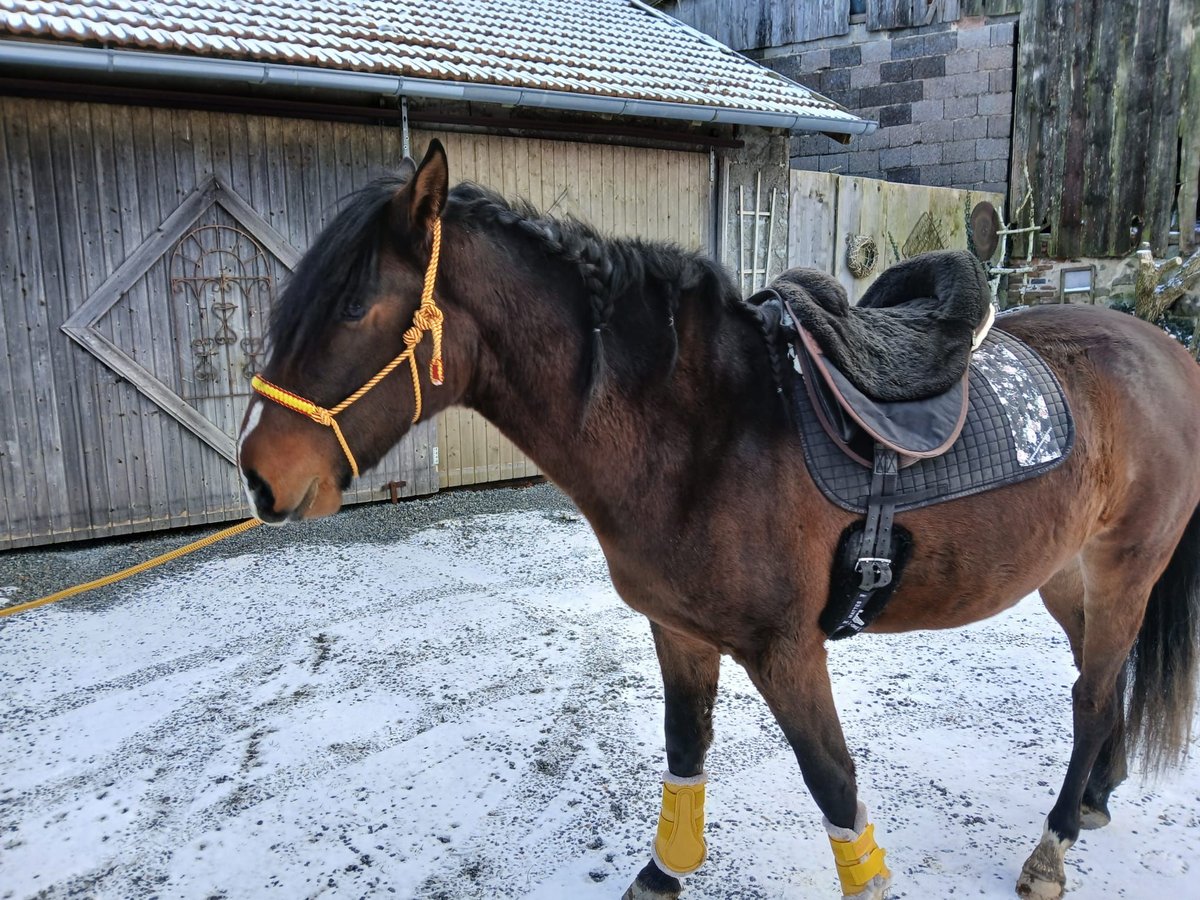 Andaluces Mestizo Caballo castrado 3 años 155 cm Castaño in Wiesenfelden