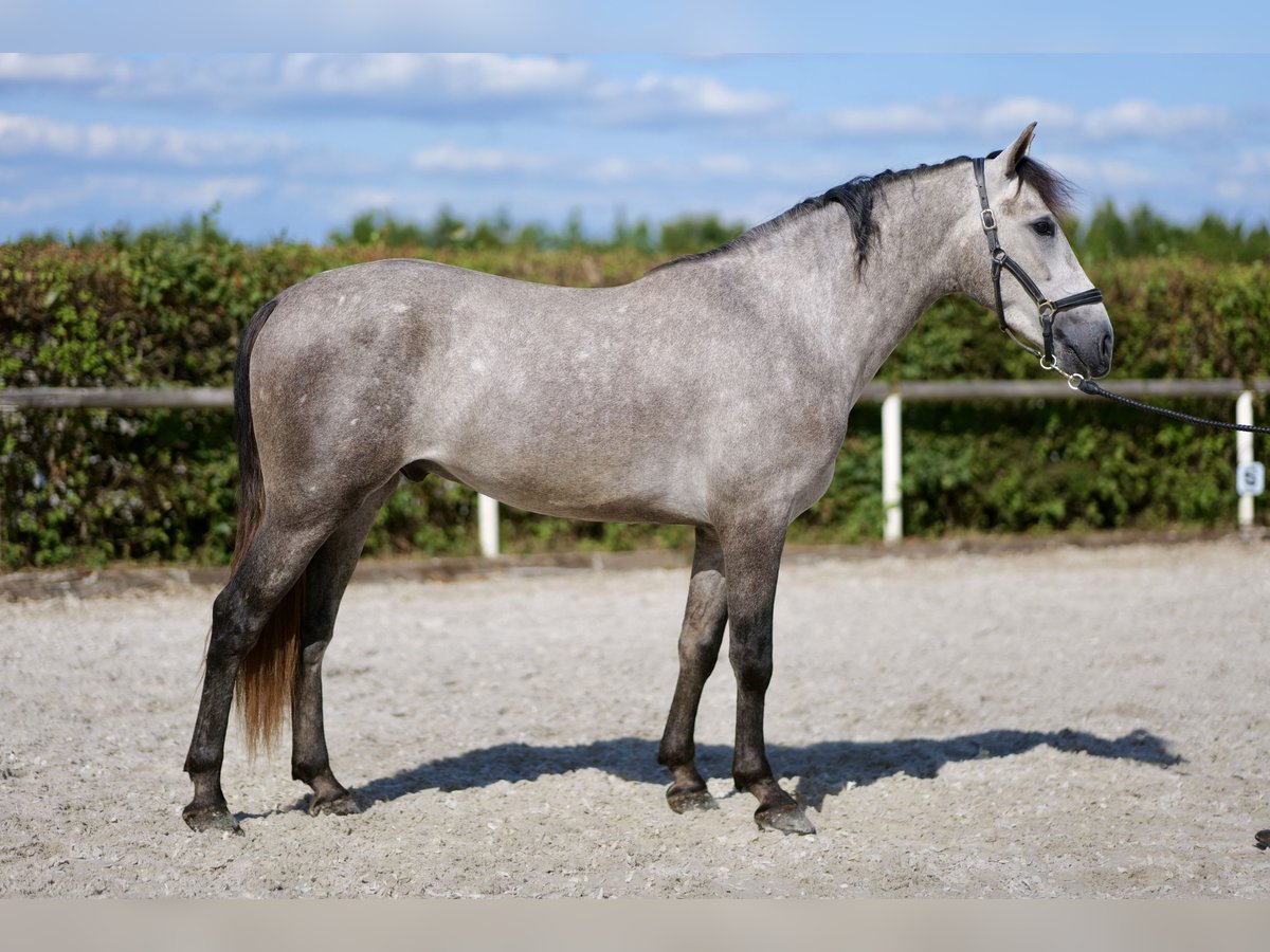 Andaluces Caballo castrado 3 años 155 cm Tordo in Neustadt (Wied)