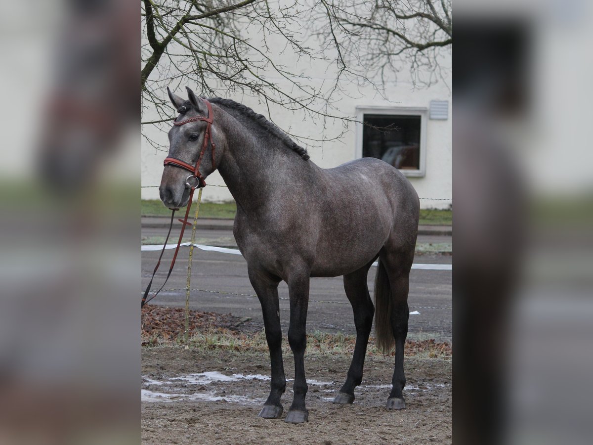 Andaluces Caballo castrado 3 años 159 cm Tordillo negro in Schwäbisch Gmünd