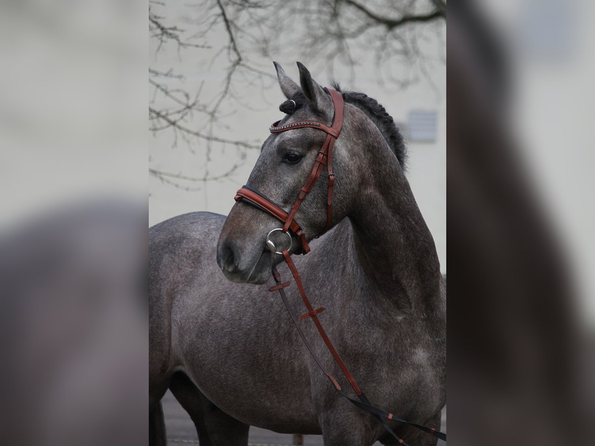 Andaluces Caballo castrado 3 años 159 cm Tordo in Schw&#xE4;bisch Gm&#xFC;nd