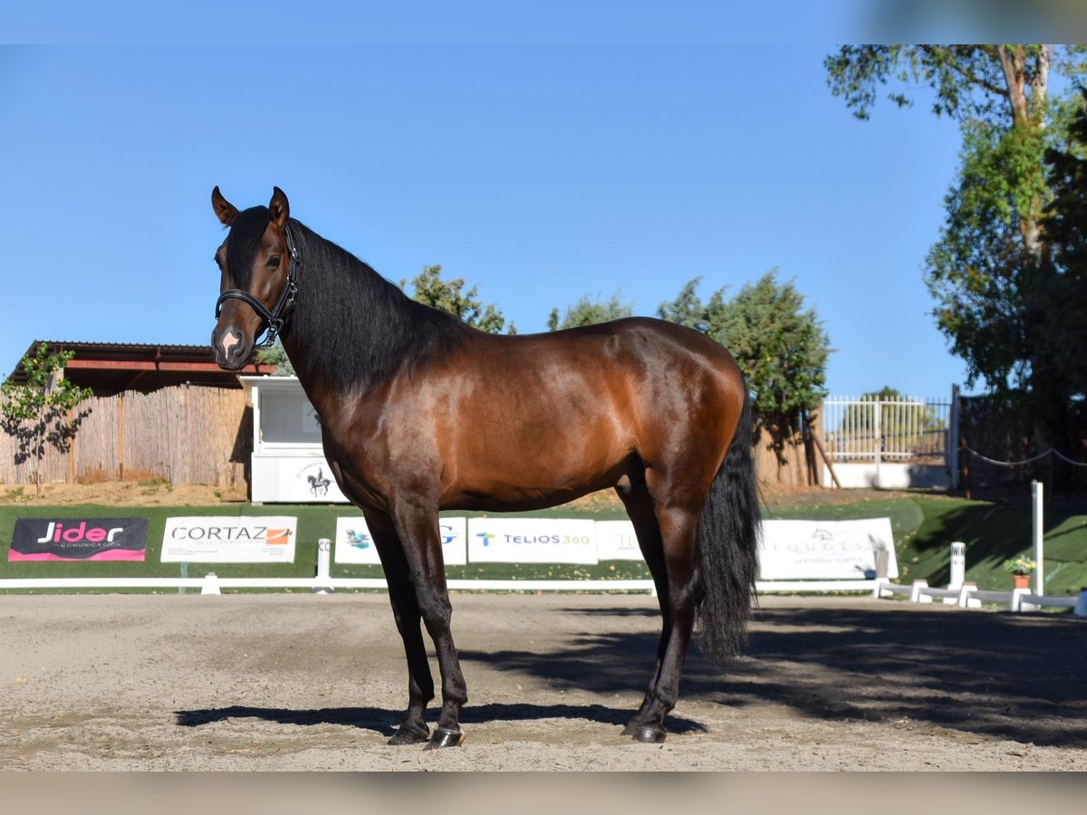 Andaluces Caballo castrado 3 años 165 cm Castaño in Fuenlabrada