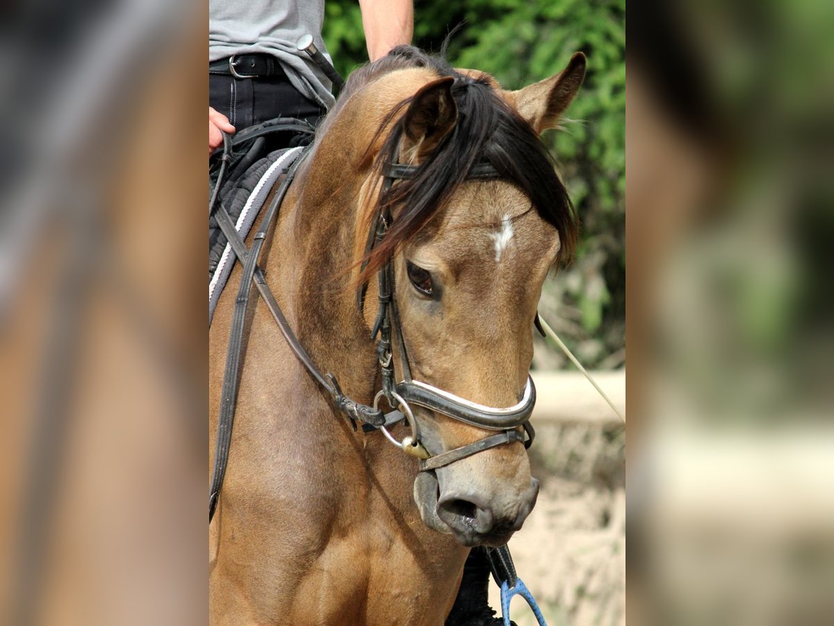 Andaluces Caballo castrado 3 años 168 cm Bayo in Bad Mergentheim