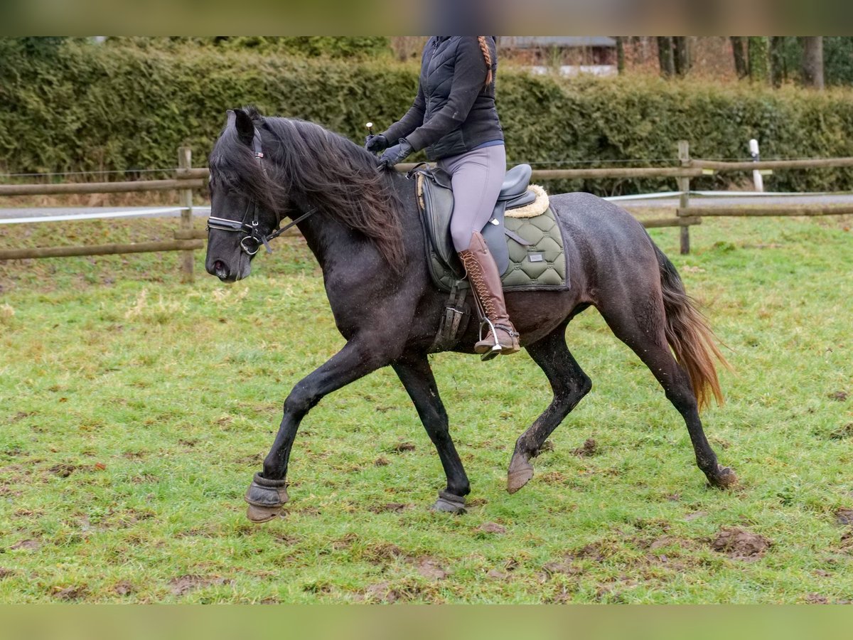 Andaluces Caballo castrado 4 años 150 cm Tordillo negro in Neustadt (Wied)