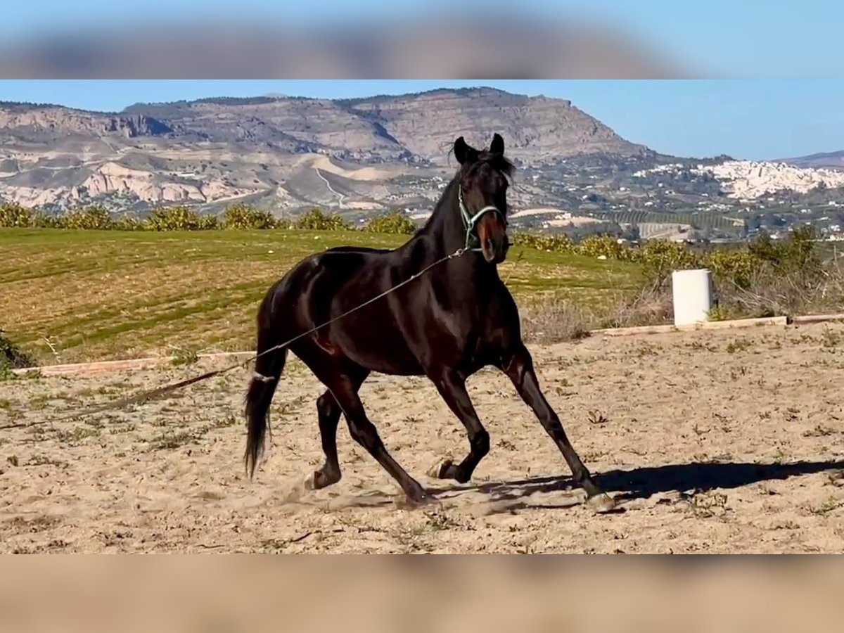 Andaluces Caballo castrado 4 años 153 cm Castaño oscuro in Martfeld