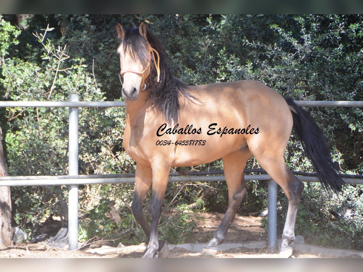 Andaluces Caballo castrado 4 años 154 cm Bayo in Vejer de la Frontera