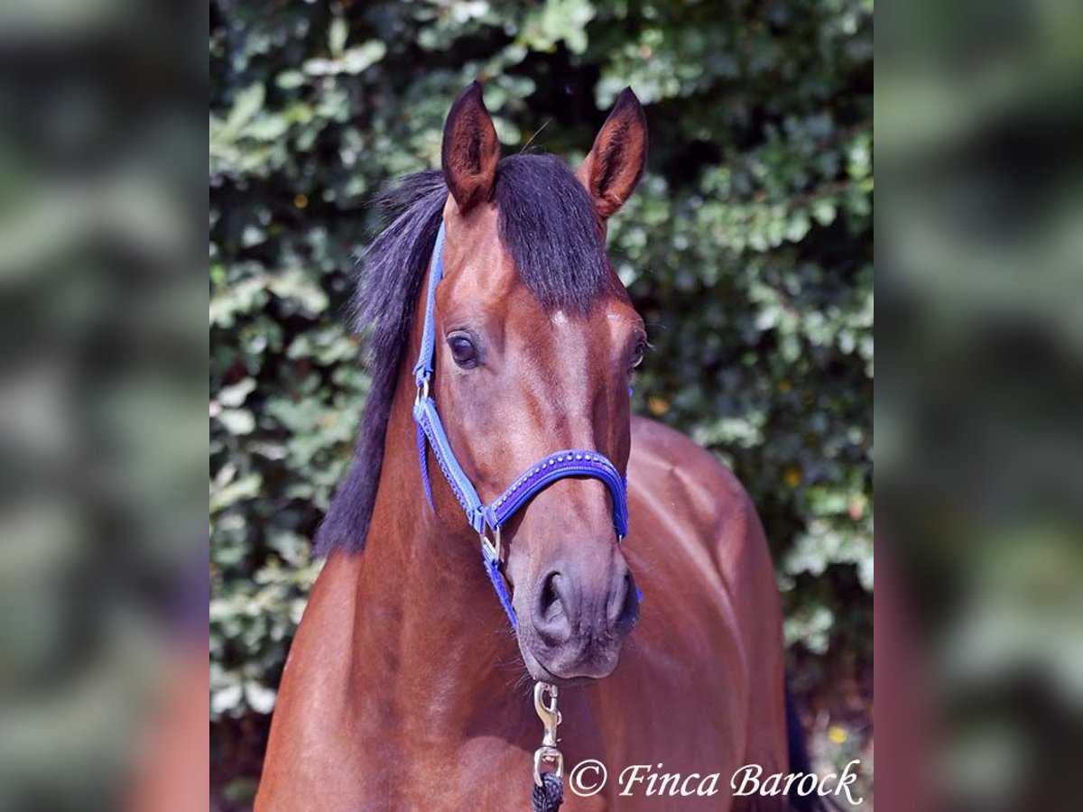 Andaluces Caballo castrado 4 años 154 cm Castaño in Wiebelsheim