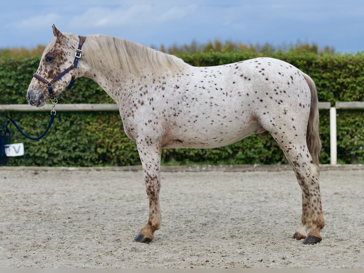 Andaluces Caballo castrado 4 años 155 cm Atigrado/Moteado in Neustadt (Wied)