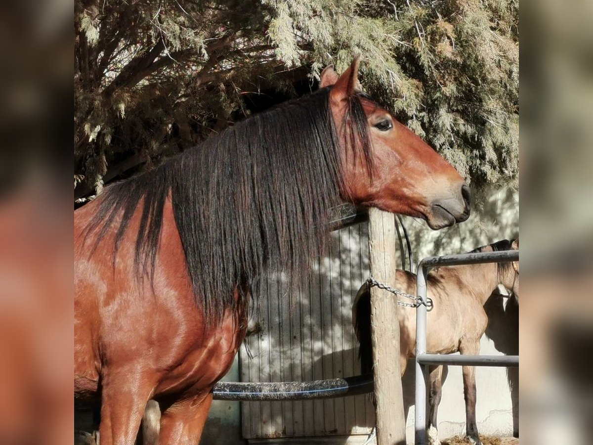 Andaluces Caballo castrado 4 años 155 cm Castaño in Adra Almeria