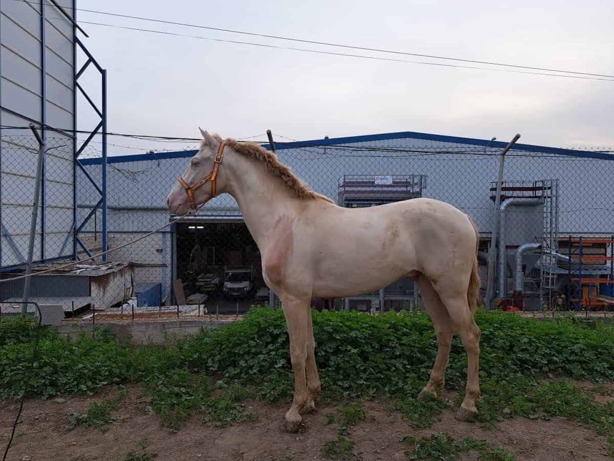 Andaluces Caballo castrado 4 años 157 cm Cremello in Granada