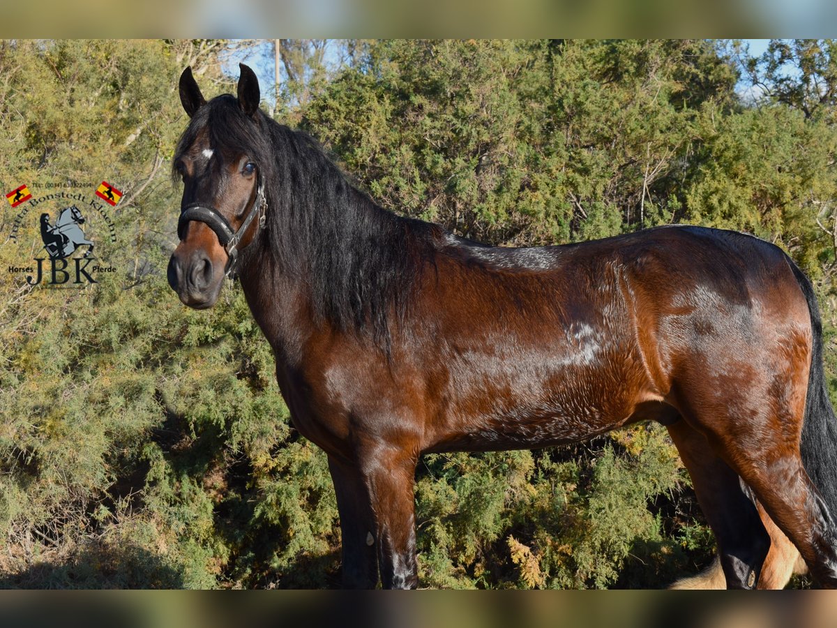 Andaluces Caballo castrado 4 años 159 cm Castaño in Tabernas Almería