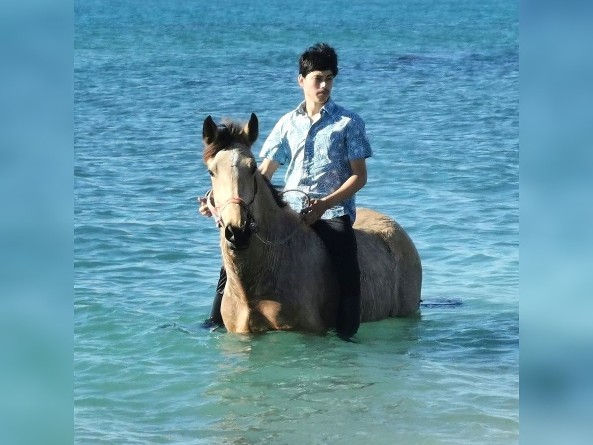 Andaluces Caballo castrado 4 años 160 cm Bayo in Adra Almeria