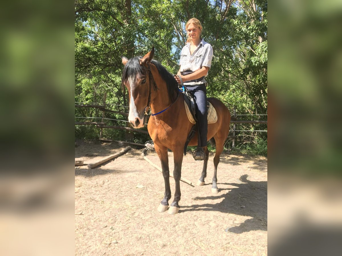 Andaluces Caballo castrado 4 años 160 cm Castaño in Neubrunn