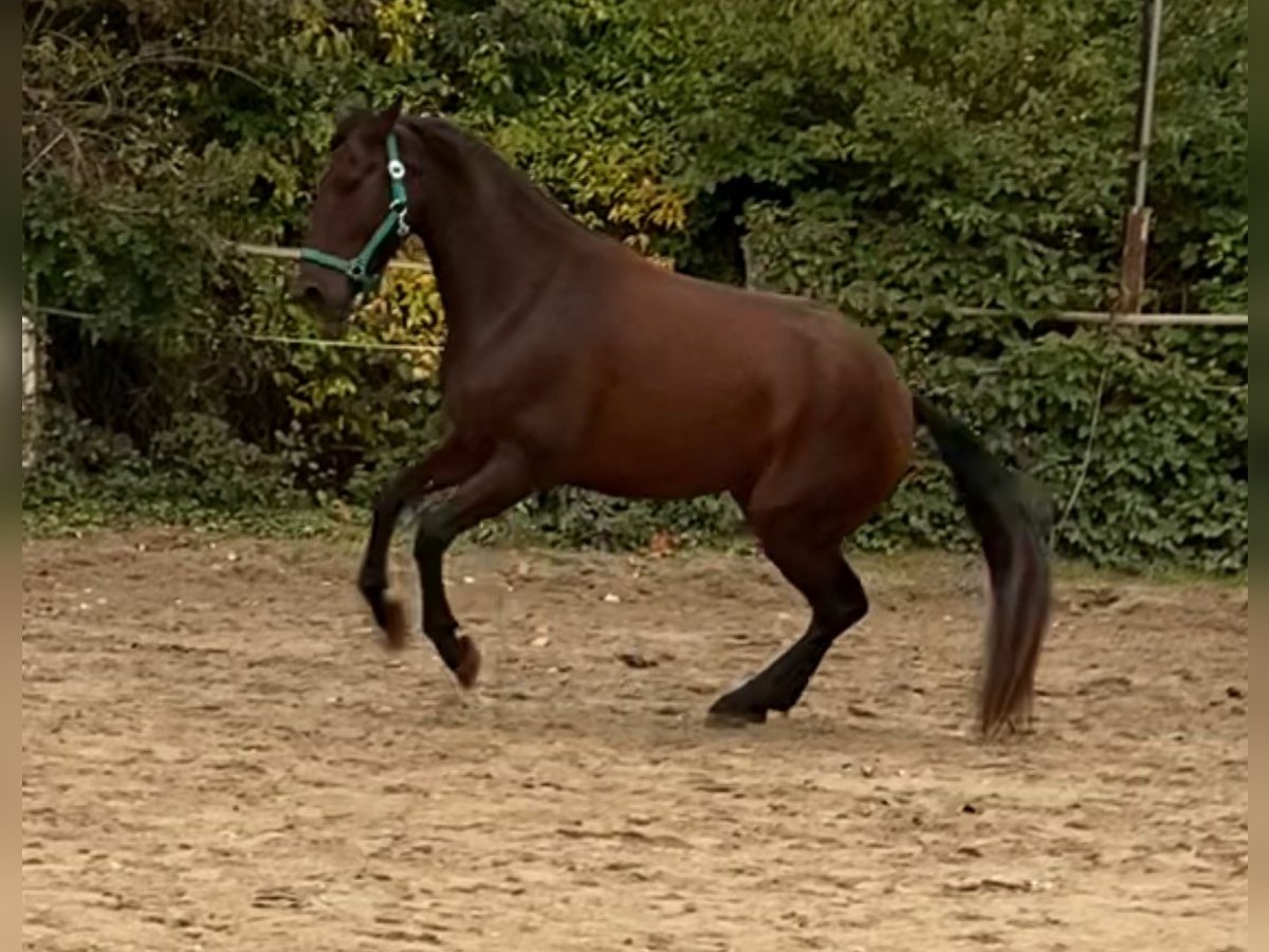 Andaluces Caballo castrado 4 años 160 cm Castaño in Freiburg im Breisgau