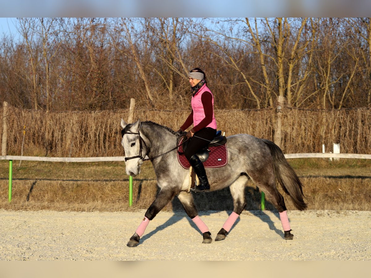 Andaluces Mestizo Caballo castrado 4 años 160 cm Tordo in Gönyű