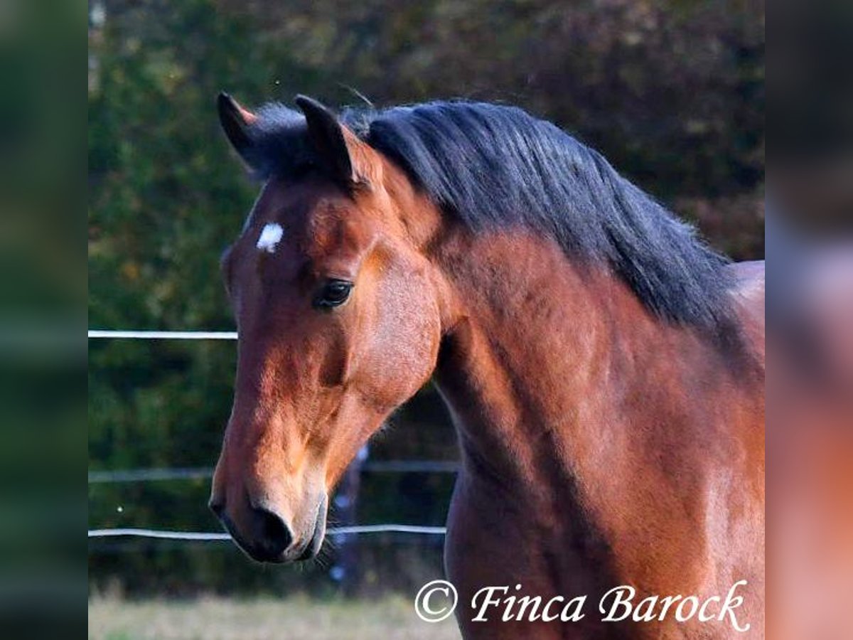 Andaluces Caballo castrado 4 años 162 cm Castaño in Wiebelsheim