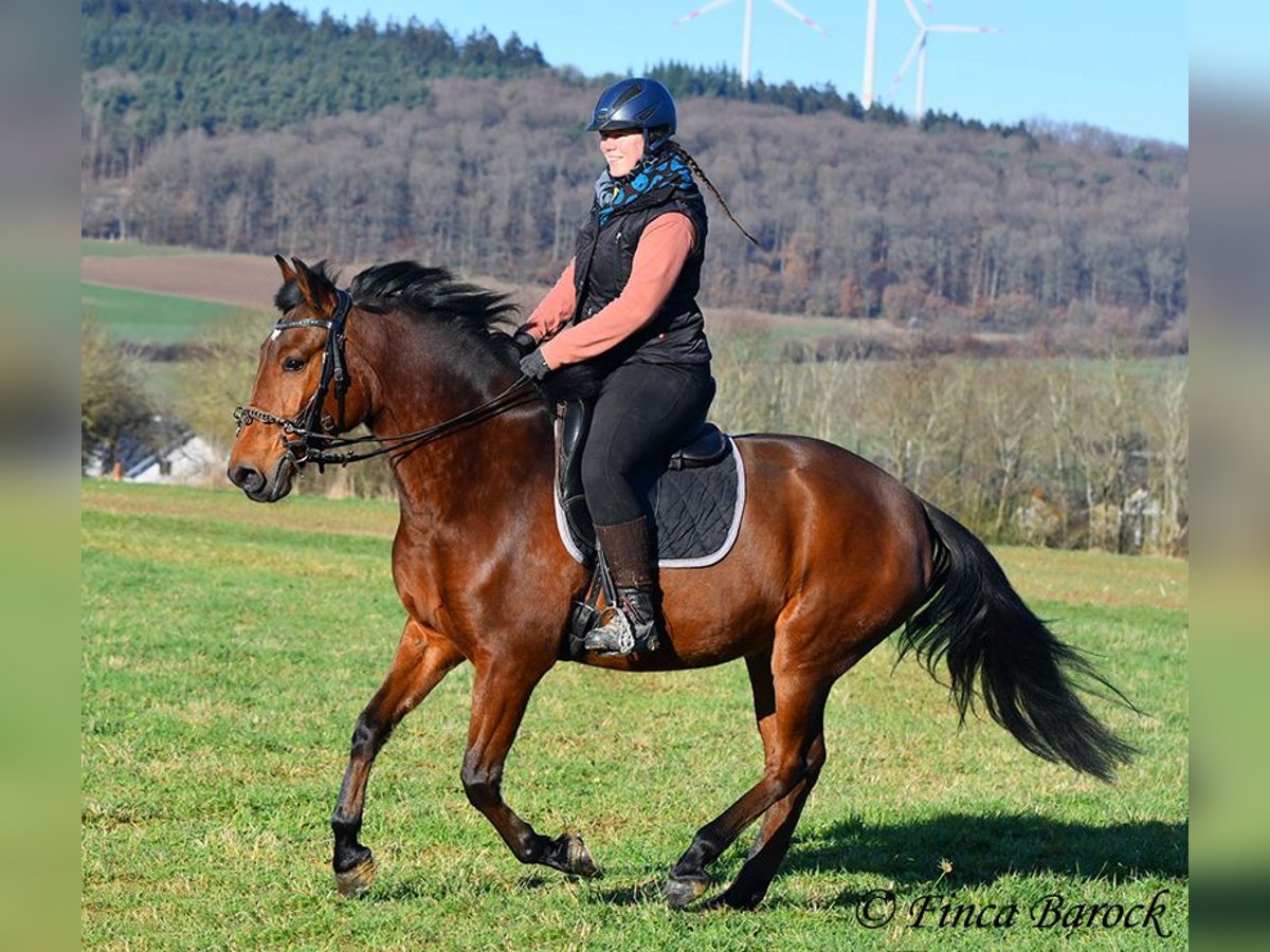 Andaluces Caballo castrado 4 años 162 cm Castaño in Wiebelsheim