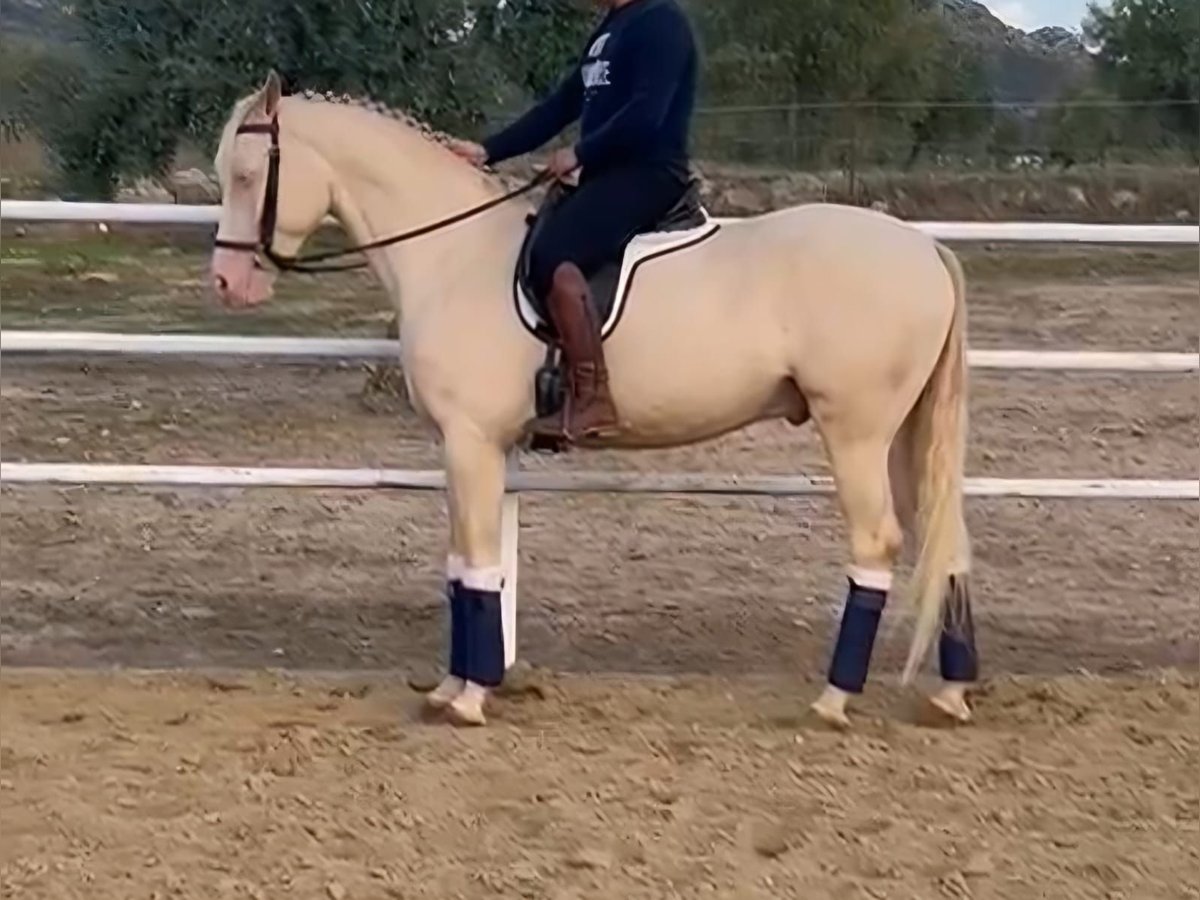 Andaluces Caballo castrado 4 años 165 cm Cremello in Navalcan