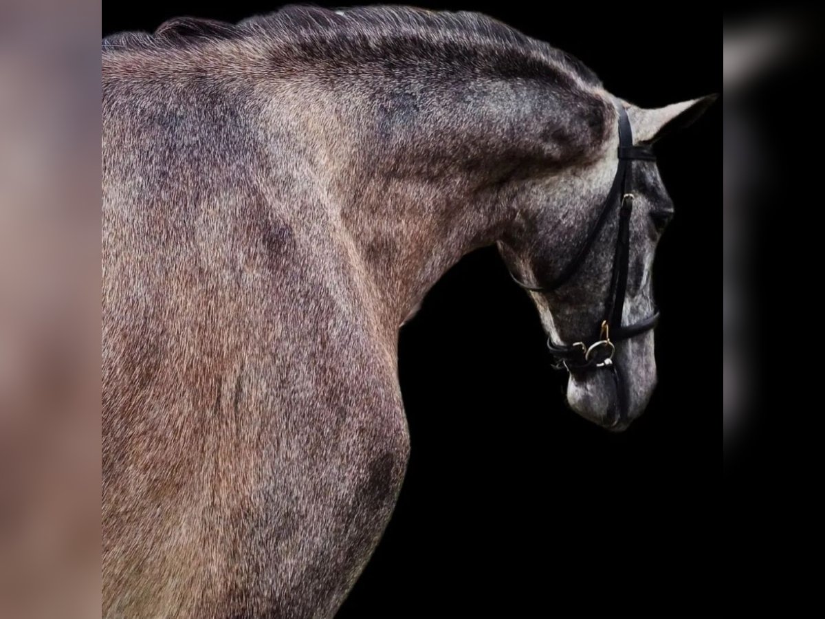 Andaluces Caballo castrado 4 años 165 cm Tordo in Chacé