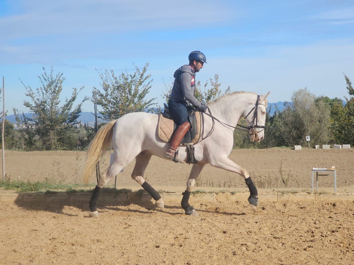 Andaluces Caballo castrado 4 años 169 cm Perlino in Navalcan