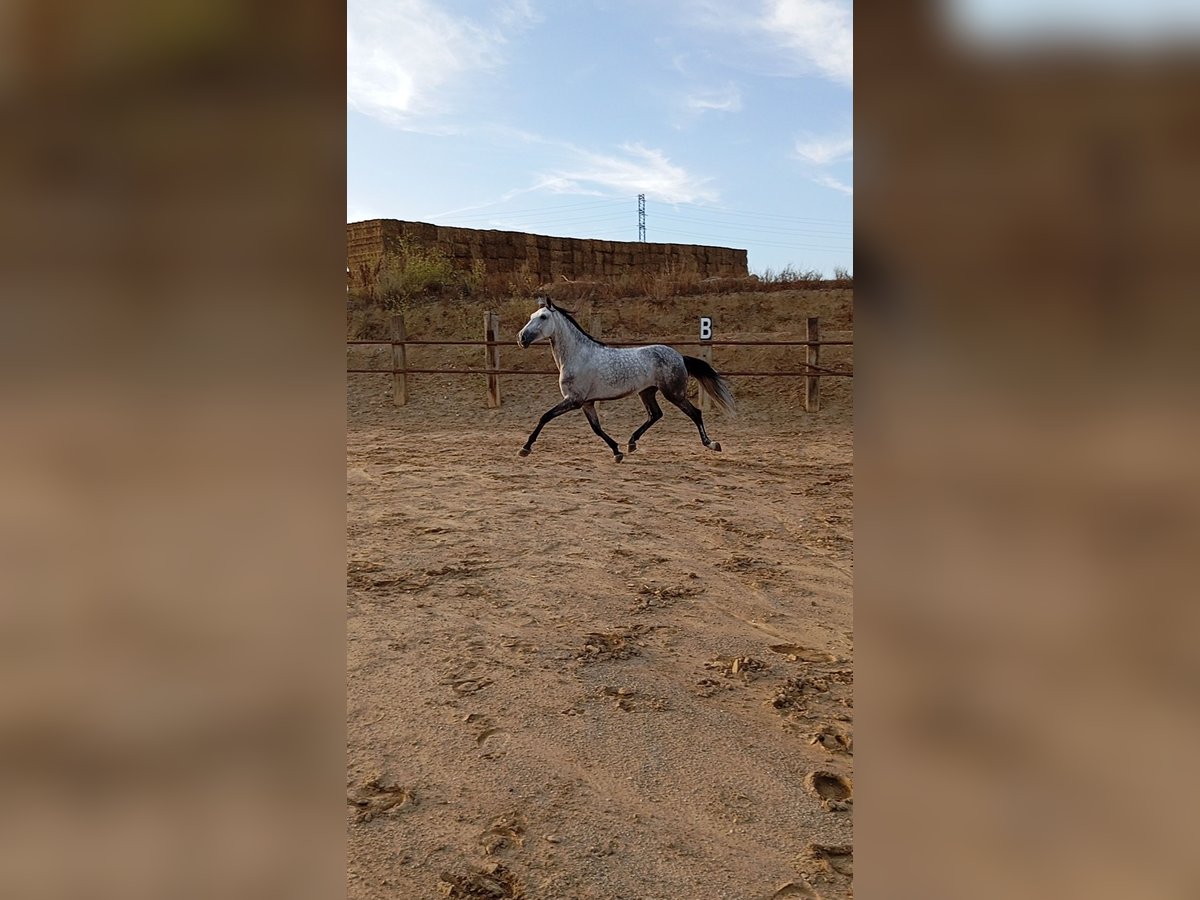 Andaluces Caballo castrado 4 años Tordo rodado in El Aeroport Del Prat