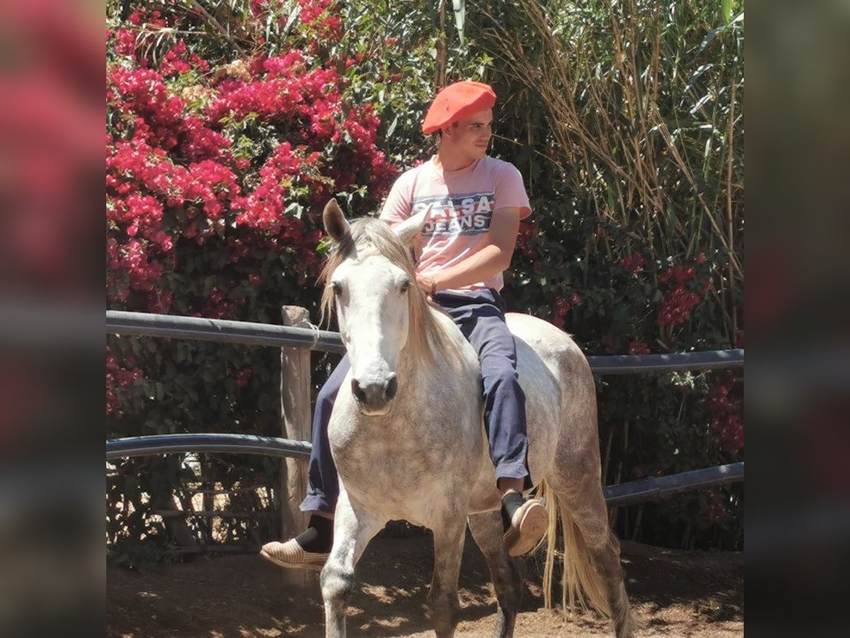 Andaluces Caballo castrado 5 años 148 cm Tordo in Adra Almeria