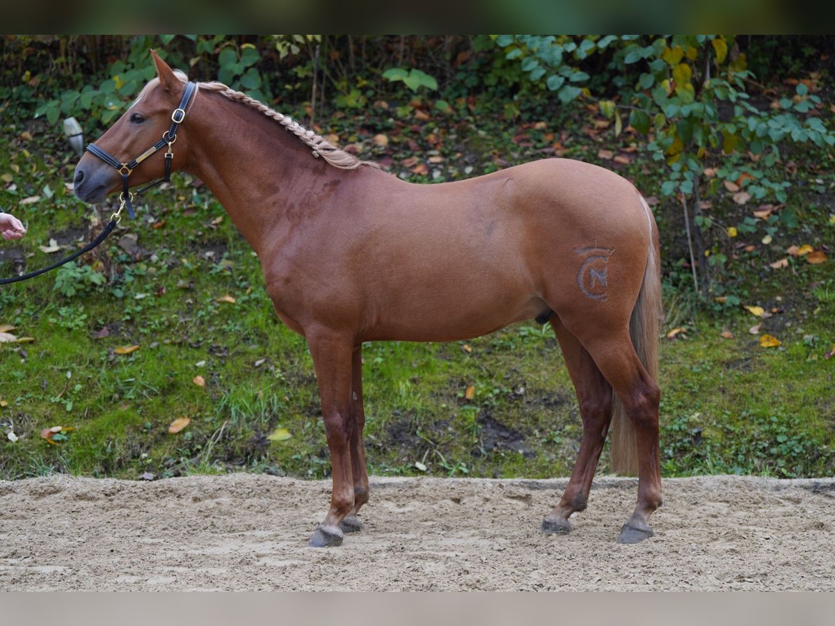 Andaluces Caballo castrado 5 años 150 cm Alazán-tostado in Krumbach