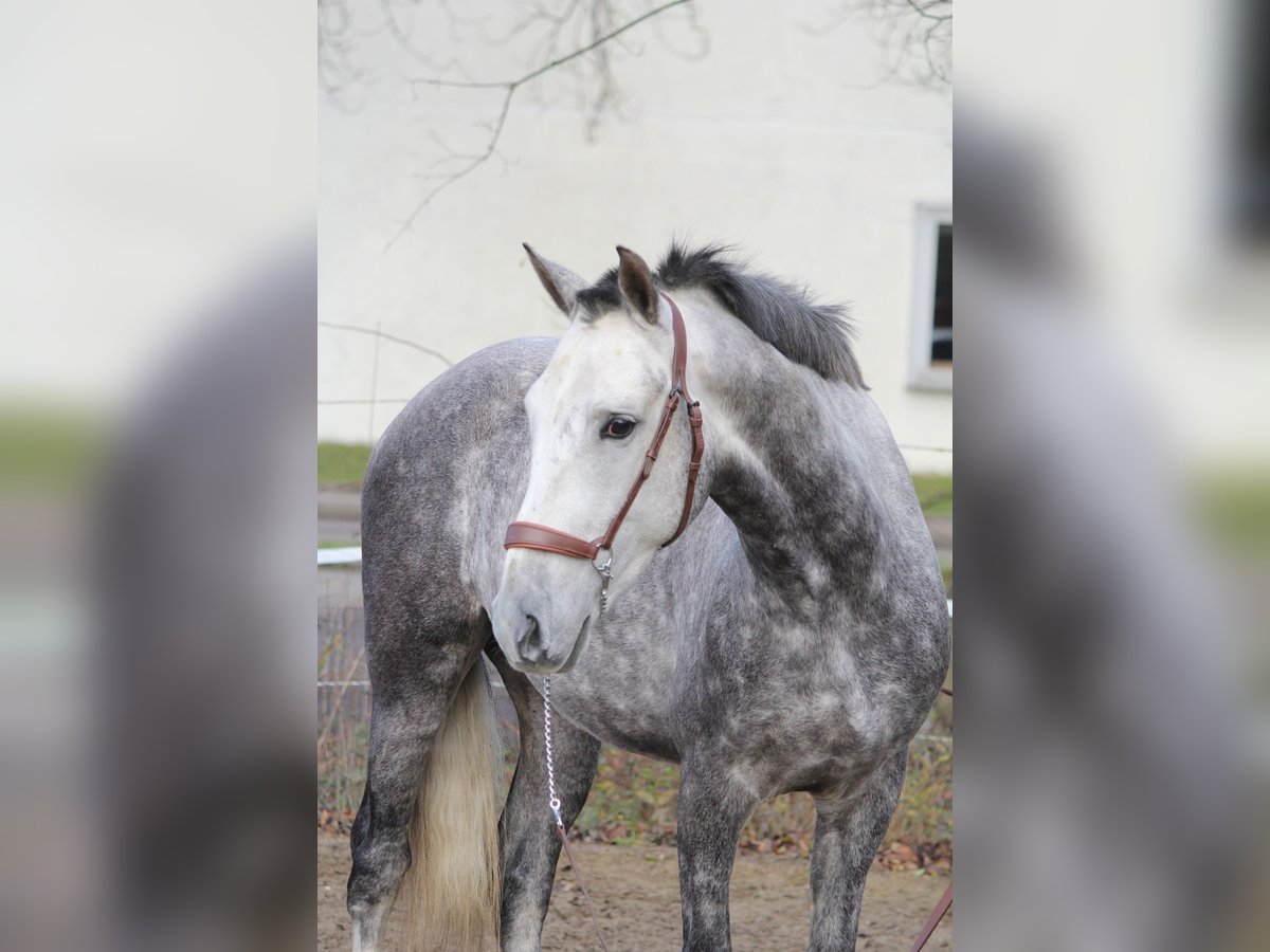 Andaluces Mestizo Caballo castrado 5 años 153 cm Tordo in Schwäbisch Gmünd