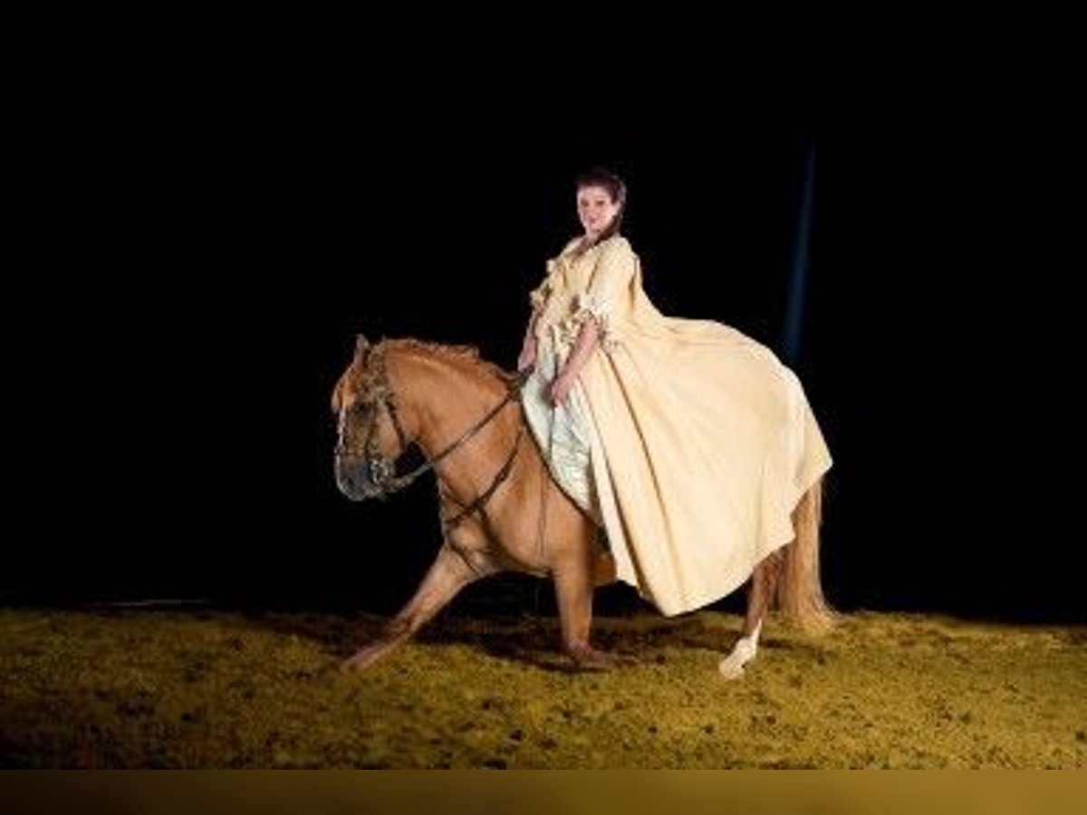 Andaluces Caballo castrado 5 años 154 cm Alazán in Rees