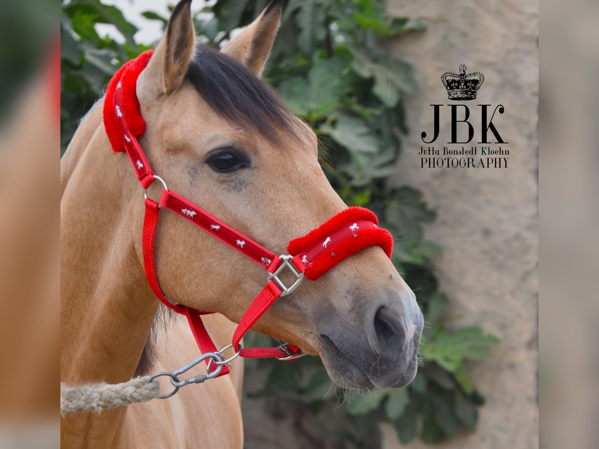 Andaluces Caballo castrado 5 años 154 cm Bayo in Tabernas Almeria