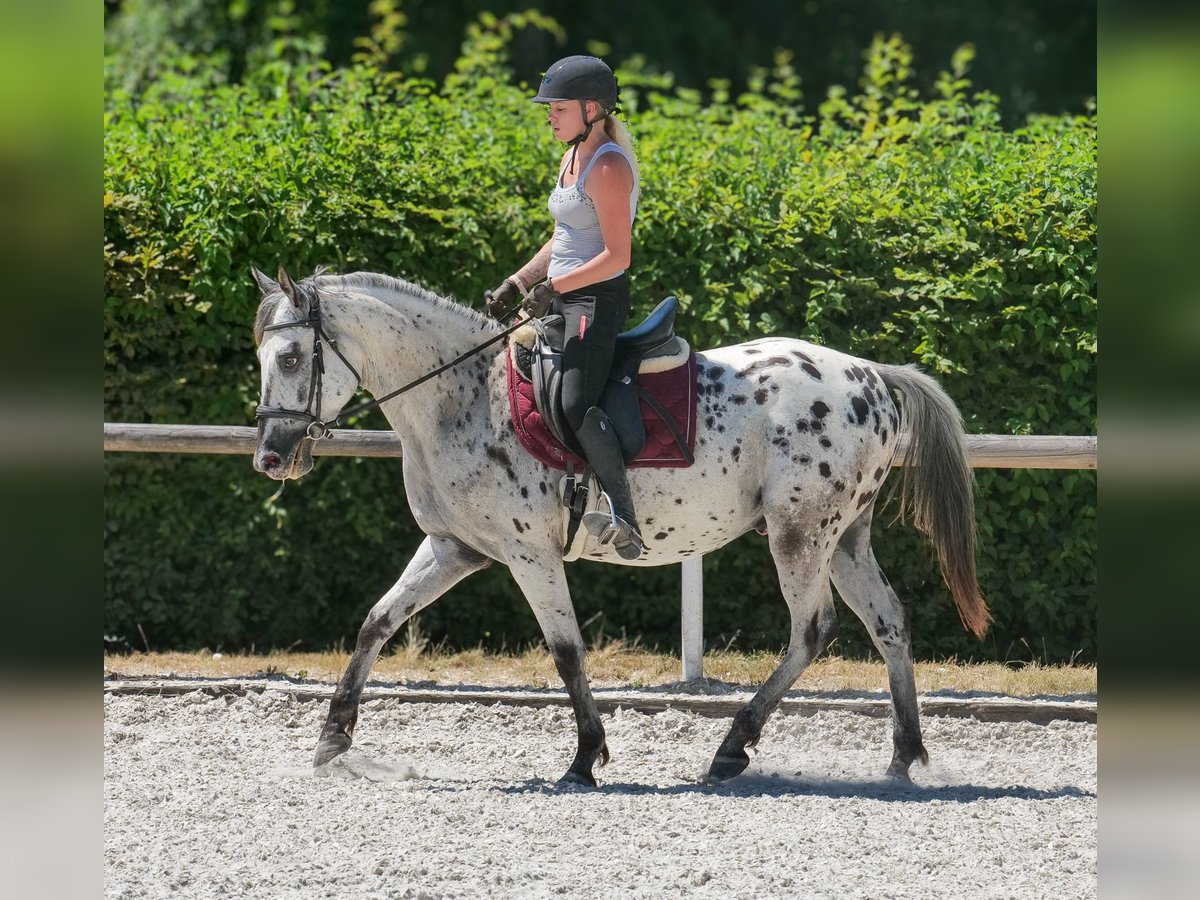 Andaluces Caballo castrado 5 años 155 cm Atigrado/Moteado in Neustadt (Wied)