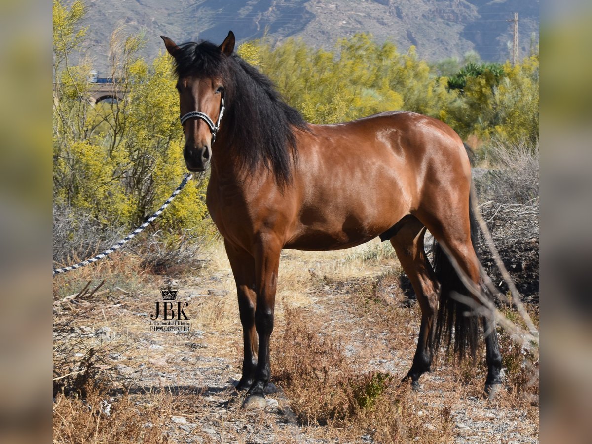 Andaluces Caballo castrado 5 años 155 cm Castaño in Tabernas Almería