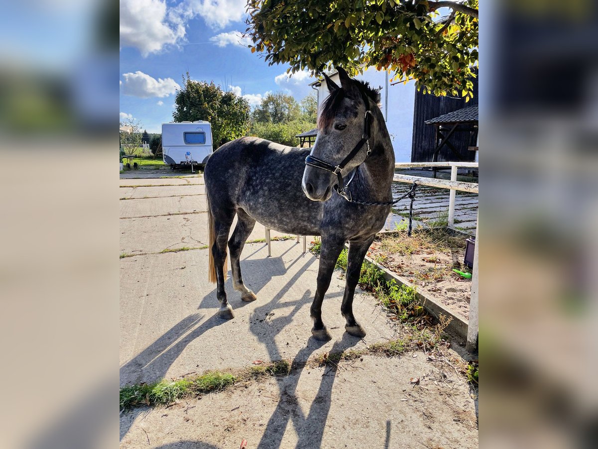 Andaluces Mestizo Caballo castrado 5 años 156 cm Tordo in Doberschütz