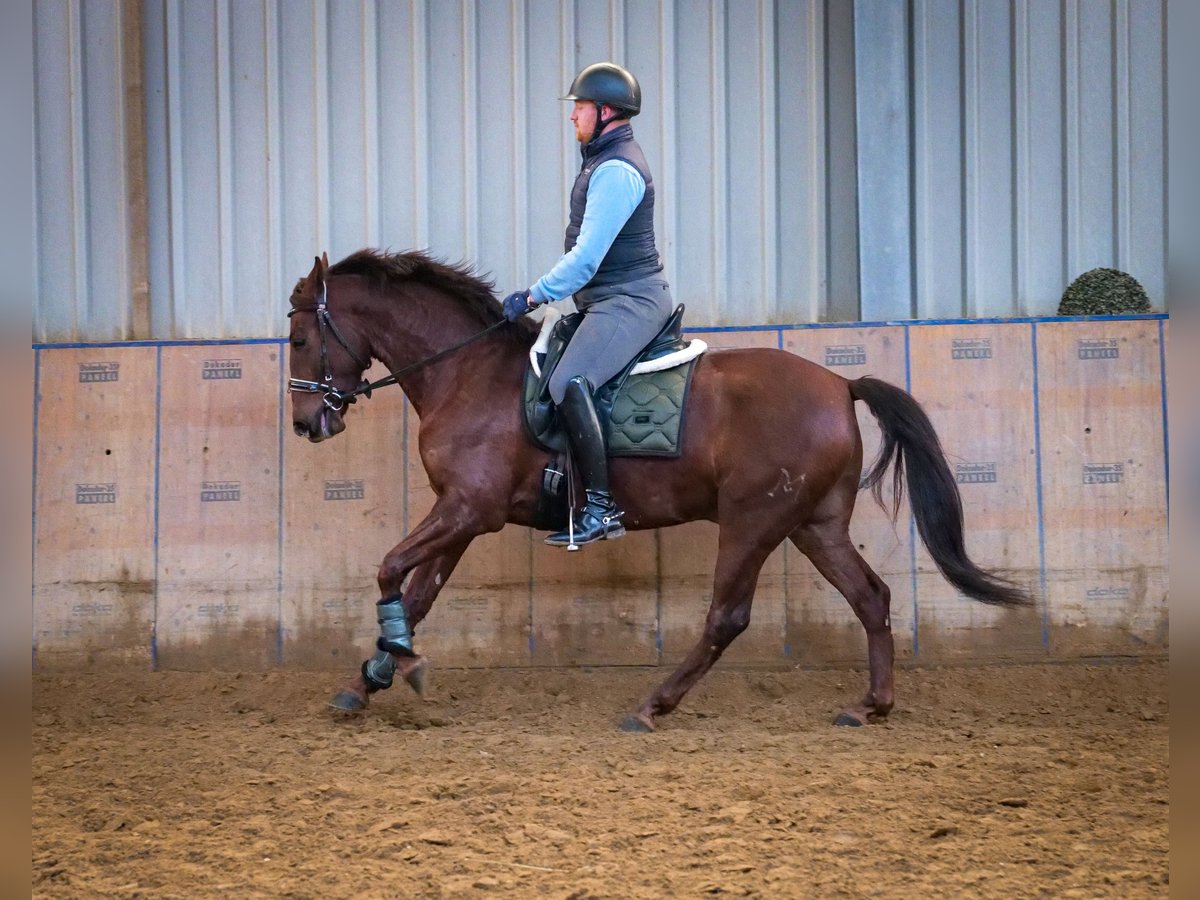 Andaluces Caballo castrado 5 años 157 cm Alazán-tostado in Neustadt (Wied)