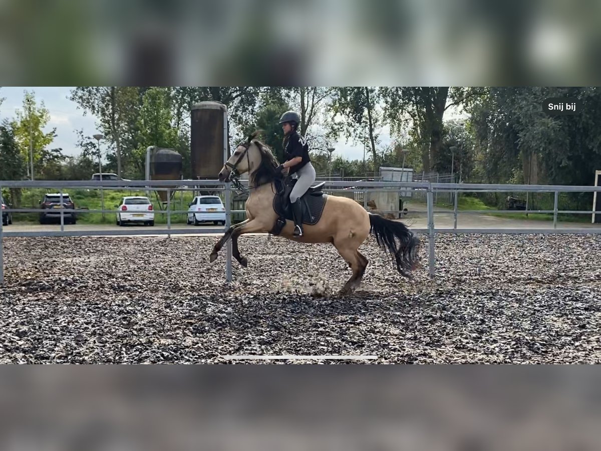 Andaluces Mestizo Caballo castrado 5 años 157 cm Bayo in Den Haag