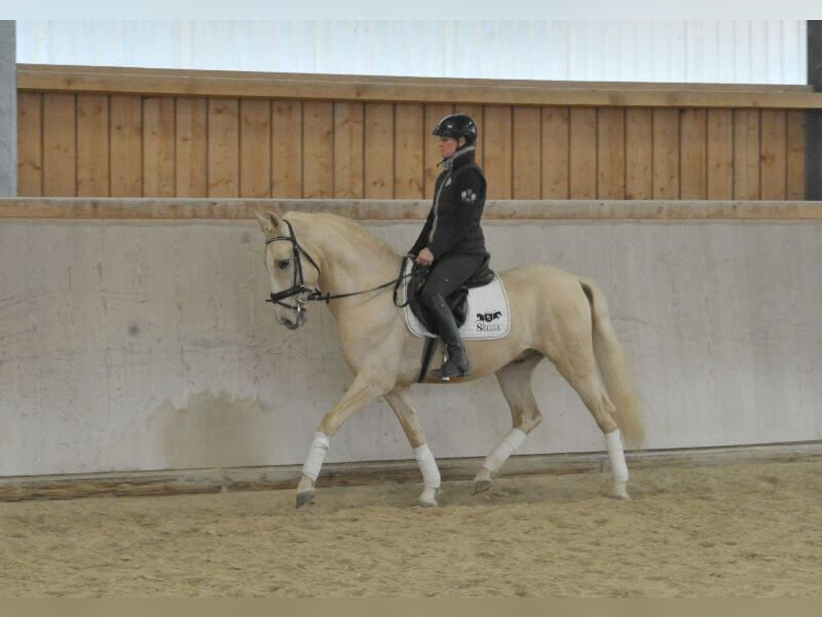 Andaluces Caballo castrado 5 años 158 cm Palomino in Wellheim