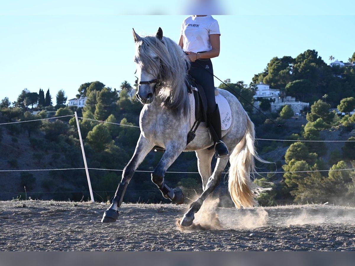 Andaluces Caballo castrado 5 años 158 cm Tordo rodado in Mijas