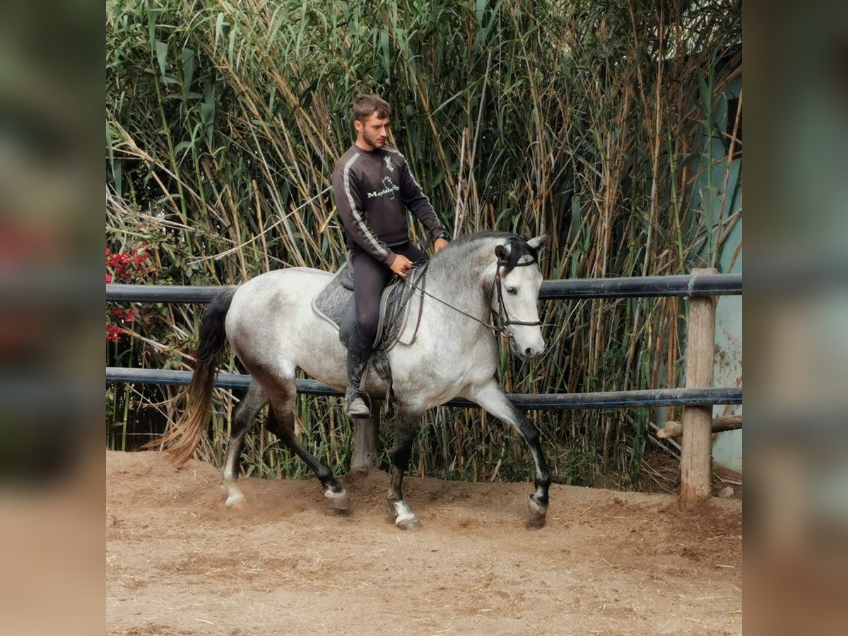 Andaluces Caballo castrado 5 años 159 cm Tordo in Adra Almeria