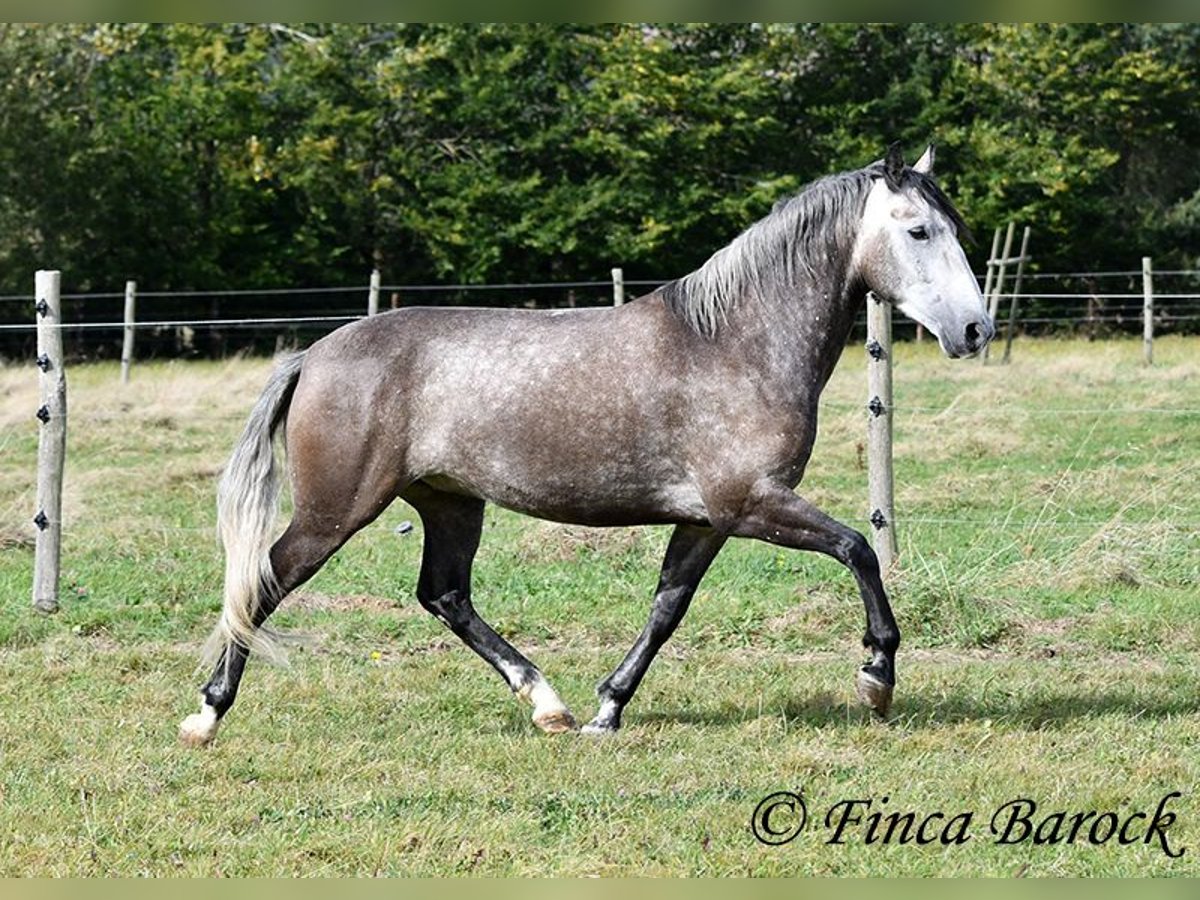 Andaluces Caballo castrado 5 años 159 cm Tordo in Wiebelsheim