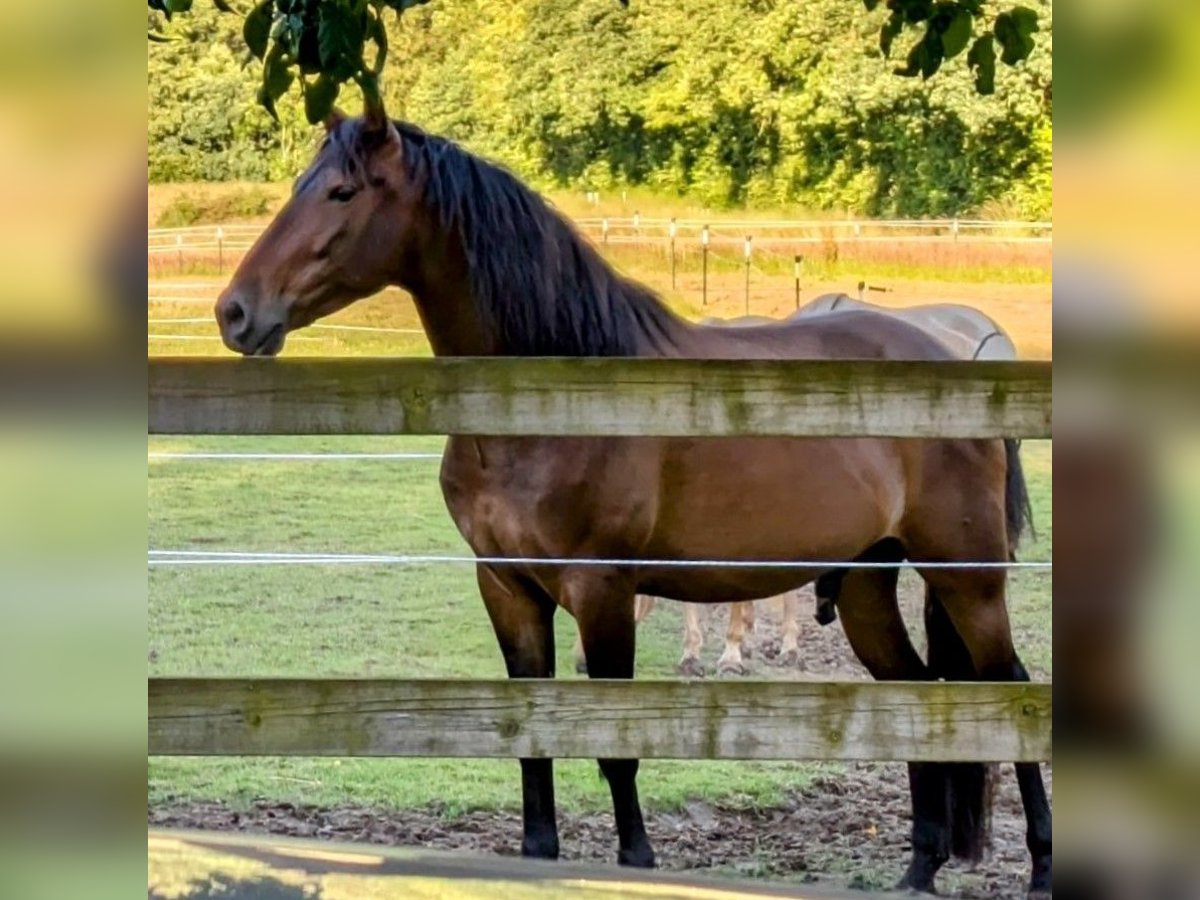 Andaluces Caballo castrado 5 años 160 cm Castaño in Sønderborg