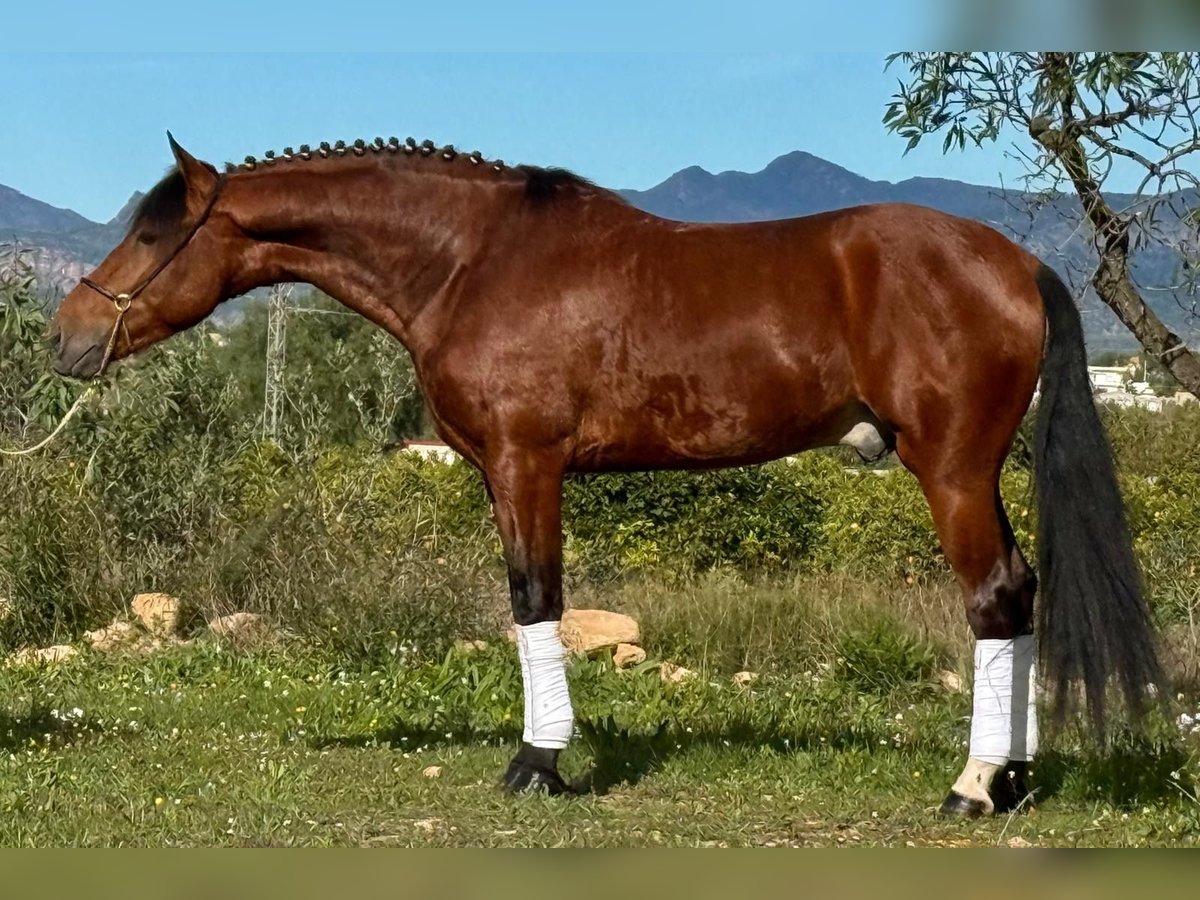 Andaluces Caballo castrado 5 años 160 cm Castaño in Martfeld