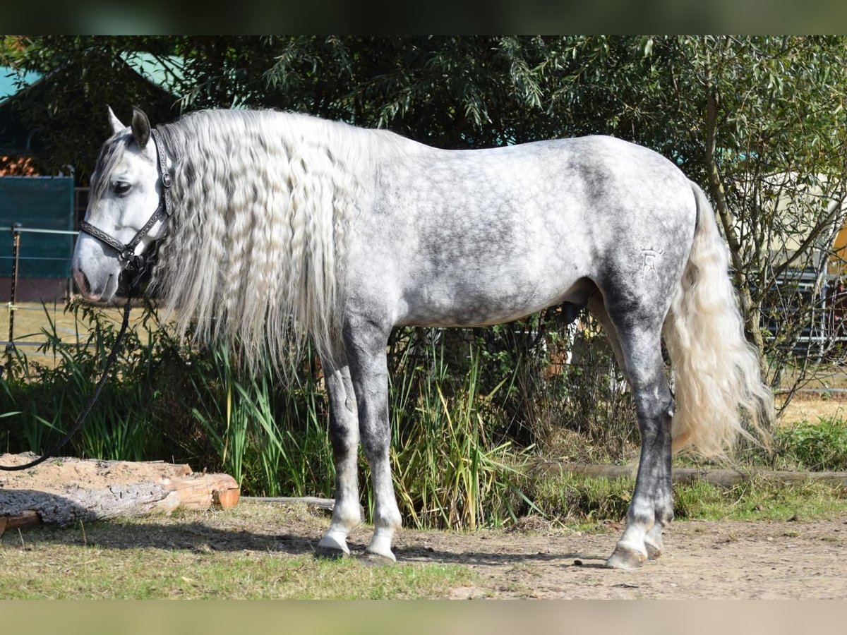 Andaluces Caballo castrado 5 años 160 cm Tordo in Stadthagen