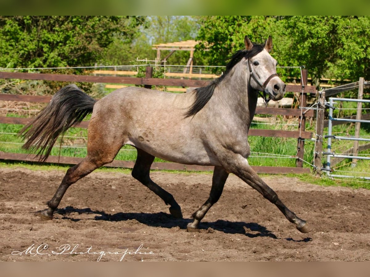 Andaluces Caballo castrado 5 años 160 cm Tordo ruano in Polenz