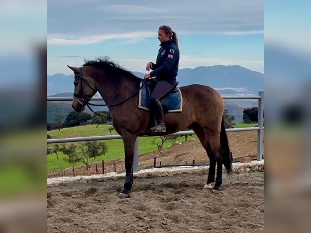 Andaluces Mestizo Caballo castrado 5 años 161 cm Buckskin/Bayo in M&#xE1;laga