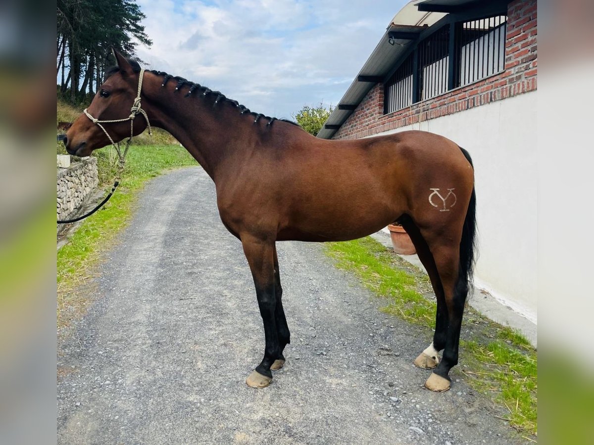 Andaluces Caballo castrado 5 años 161 cm Castaño in Madrid